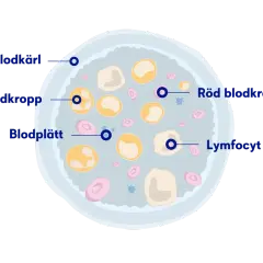 Illustration av blodkroppar, blodplättar och lymfocyter. Låga nivåer av röda blodkroppar kan vara ett av anemi symtom.
