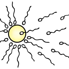 Sperm möter ägg. En illustration som visar hur blir man gravid genom befruktning.