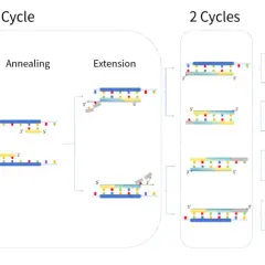 Illustration av PCR-processen: DNA-strängar delas, primers fäster och förlängs i cykler för att skapa många kopior av DNA, vilket är grunden för ett PCR-test.