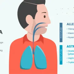 Illustration av en person med lungor och luftvägar. Allergener som pollen kan orsaka symtom.