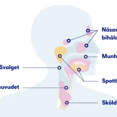 Illustration av huvud och hals med markerade områden som näsa, munhåla, spottkörtlar och struphuvud. Kan relateras till slem i lungorna sjukdom.