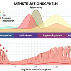 Diagram över menstruationscykeln visar hormonförändringar och livmoderslemhinnan. En kortare menscykel med åldern kan påverka dessa faser.