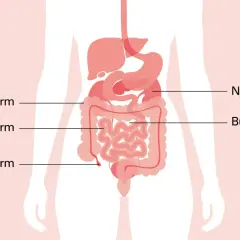 Illustration av mag- och tarmkanalen. Om du har ont i magen vid naveln kan det bero på problem med tunntarmen eller blindtarmen.