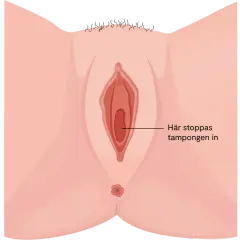 Illustration av en vulva med texten "Här stoppas tampongen in". Kan relateras till torra slemhinnor klimakteriet.