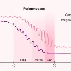 Graf som visar hur nivåerna av det kvinnliga hormonet östrogen och progesteron förändras under perimenopausen, från tidig till sen fas.