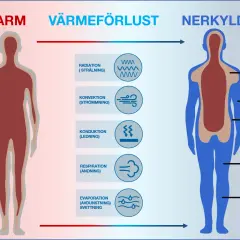 Diagrammet visar hur kroppen förlorar värme. En person som är nedkyld har lägre kroppstemperatur, särskilt i extremiteterna.