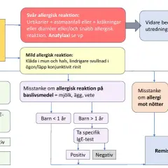 Flödesschema för misstänkt matallergisk reaktion hos barn. Utredning av allergimedicin barn vid misstanke om allergi.