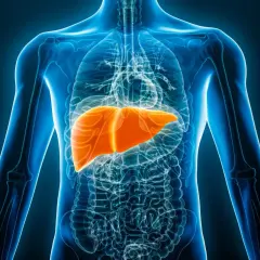 En lysande orange lever framträder i en genomskinlig blå mänsklig torso. Detta kan vara tecken på att levern mår dåligt.