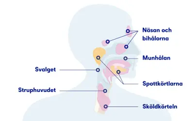 Illustration av huvud och hals med markerade områden som näsa, munhåla, spottkörtlar och struphuvud. Kan relateras till slem i lungorna sjukdom.