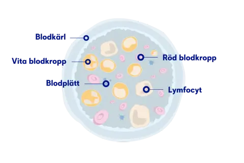 Illustration av blodkroppar, blodplättar och lymfocyter. Låga nivåer av röda blodkroppar kan vara ett av anemi symtom.