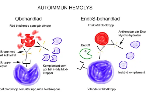 Illustration visar hur antikroppar förstör röda blodkroppar vid autoimmun hemolys. Jämför obehandlad och EndoS-behandlad process.