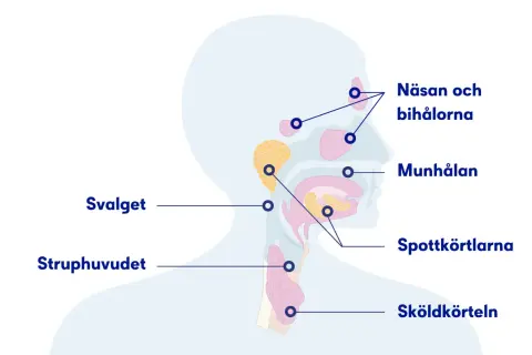 Illustration av huvud och hals med markerade områden som näsa, munhåla, spottkörtlar och struphuvud. Kan relateras till slem i lungorna sjukdom.