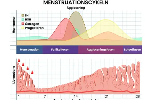 Diagram över menstruationscykeln visar hormonförändringar och livmoderslemhinnan. En kortare menscykel med åldern kan påverka dessa faser.