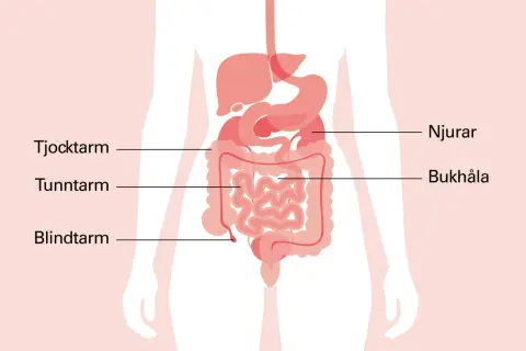 Illustration av mag- och tarmkanalen. Om du har ont i magen vid naveln kan det bero på problem med tunntarmen eller blindtarmen.