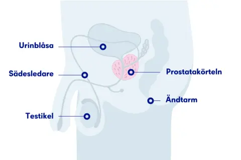 Illustration av manliga reproduktionsorganen med prostatan i fokus. PSA-prov ålder kan vara relevant för att följa prostatan.