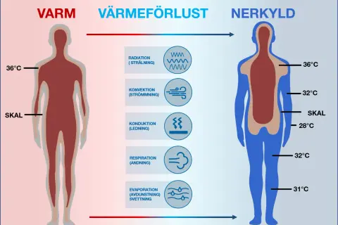 Diagrammet visar hur kroppen förlorar värme. En person som är nedkyld har lägre kroppstemperatur, särskilt i extremiteterna.