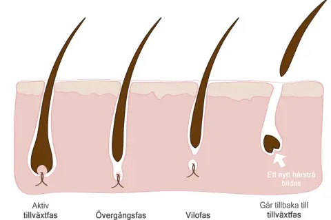 Illustration av hårsäckens cykel: aktiv tillväxt, övergångsfas, vilofas och ny tillväxt. Kan relateras till håravfall vid klimakteriet.