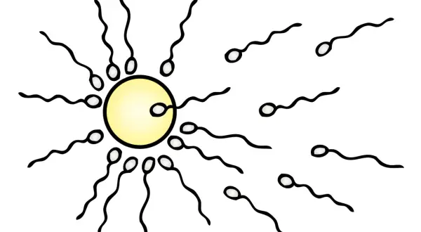 Sperm möter ägg. En illustration som visar hur blir man gravid genom befruktning.