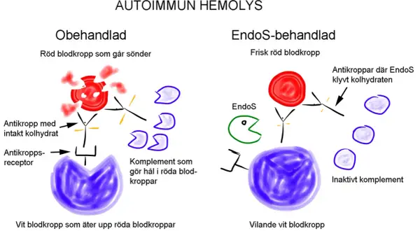Illustration visar hur antikroppar förstör röda blodkroppar vid autoimmun hemolys. Jämför obehandlad och EndoS-behandlad process.