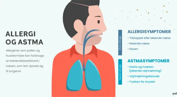 Illustration av en person med lungor och luftvägar. Allergener som pollen kan orsaka symtom.