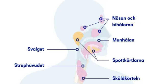 Illustration av huvud och hals med markerade områden som näsa, munhåla, spottkörtlar och struphuvud. Kan relateras till slem i lungorna sjukdom.
