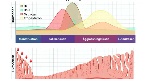 Diagram över menstruationscykeln visar hormonförändringar och livmoderslemhinnan. En kortare menscykel med åldern kan påverka dessa faser.
