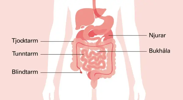 Illustration av mag- och tarmkanalen. Om du har ont i magen vid naveln kan det bero på problem med tunntarmen eller blindtarmen.