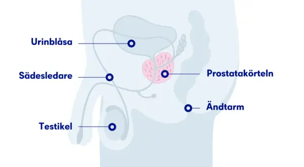 Illustration av manliga reproduktionsorganen med prostatan i fokus. PSA-prov ålder kan vara relevant för att följa prostatan.