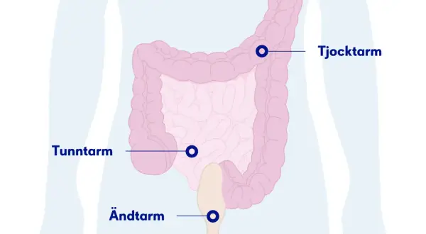 Illustration av tunntarm, tjocktarm och ändtarm. Kan indikera var ont i nedre delen av magen kan sitta.