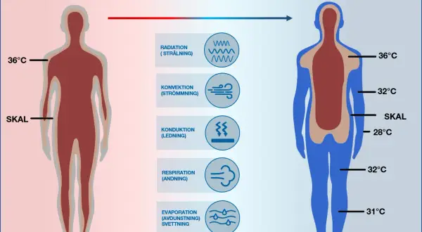 Diagrammet visar hur kroppen förlorar värme. En person som är nedkyld har lägre kroppstemperatur, särskilt i extremiteterna.