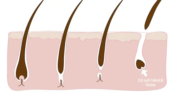 Illustration av hårsäckens cykel: aktiv tillväxt, övergångsfas, vilofas och ny tillväxt. Kan relateras till håravfall vid klimakteriet.