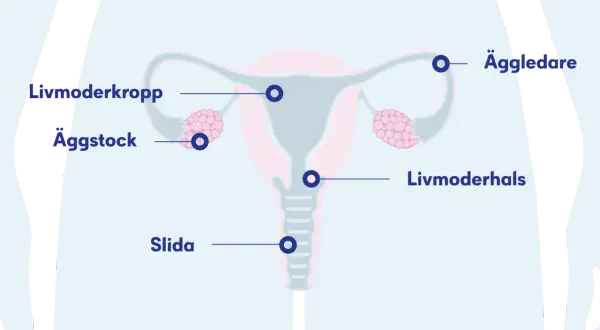 Illustration av kvinnans reproduktionsorgan med livmoder, äggstockar, äggledare och slida. En cysta kan uppstå i livmodern eller äggstocken.