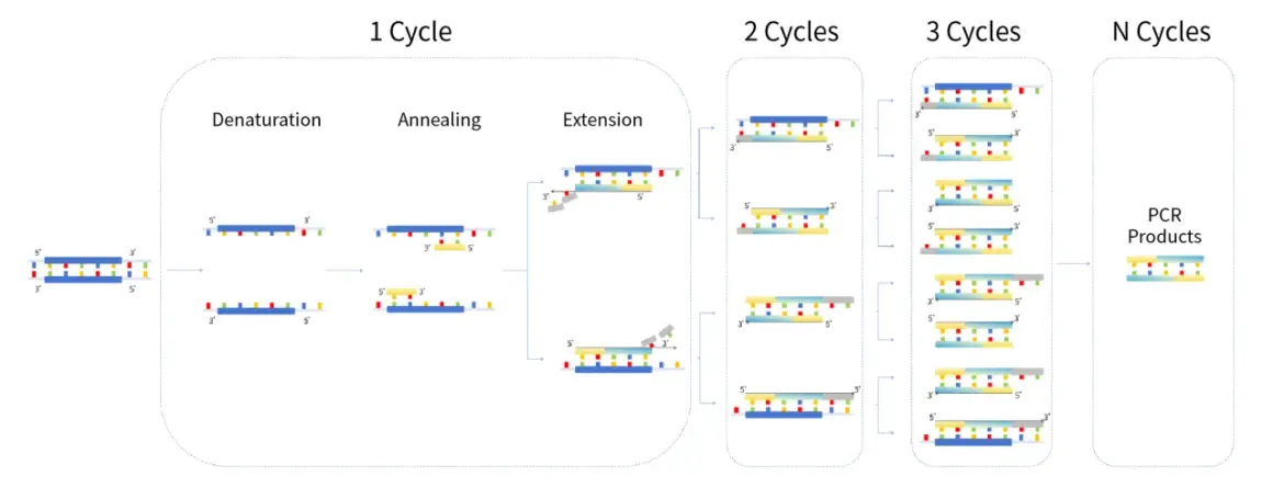 Illustration av PCR-processen: DNA-strängar delas, primers fäster och förlängs i cykler för att skapa många kopior av DNA, vilket är grunden för ett PCR-test.