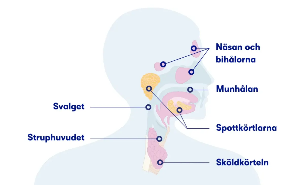 Illustration av huvud och hals med markerade områden som näsa, munhåla, spottkörtlar och struphuvud. Kan relateras till slem i lungorna sjukdom.