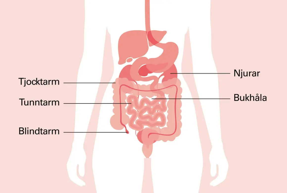 Illustration av mag- och tarmkanalen. Om du har ont i magen vid naveln kan det bero på problem med tunntarmen eller blindtarmen.