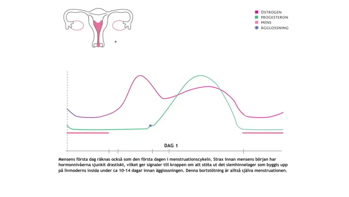 Graf över hormonnivåer under menstruationscykeln. Kan ge ledtrådar om tidiga symptom gravid innan mens.
