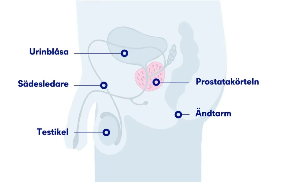 Illustration av manliga reproduktionsorganen med prostatan i fokus. PSA-prov ålder kan vara relevant för att följa prostatan.