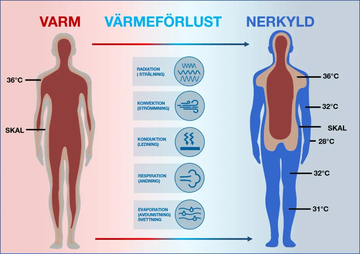 Diagrammet visar hur kroppen förlorar värme. En person som är nedkyld har lägre kroppstemperatur, särskilt i extremiteterna.