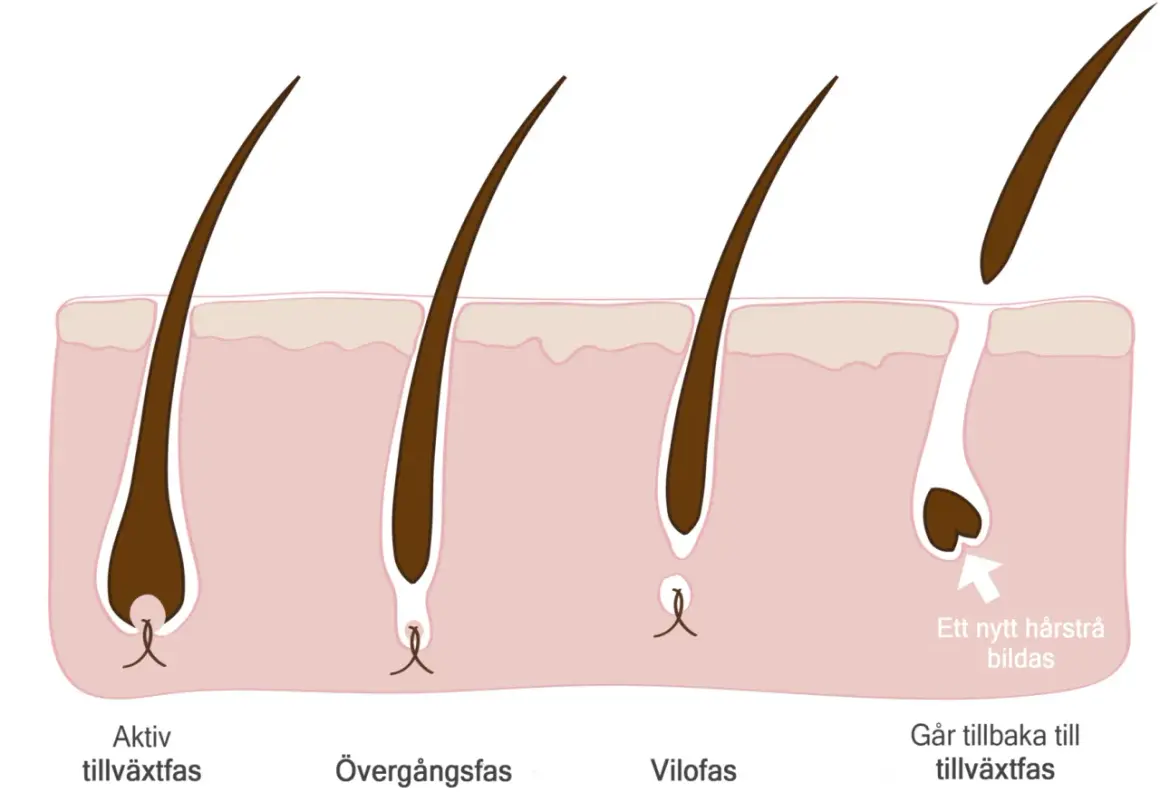 Illustration av hårsäckens cykel: aktiv tillväxt, övergångsfas, vilofas och ny tillväxt. Kan relateras till håravfall vid klimakteriet.