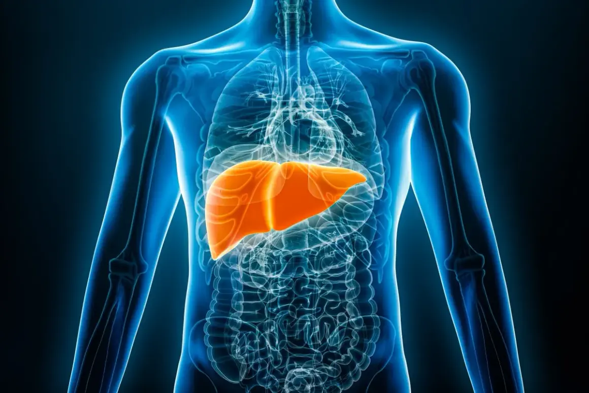 En lysande orange lever framträder i en genomskinlig blå mänsklig torso. Detta kan vara tecken på att levern mår dåligt.