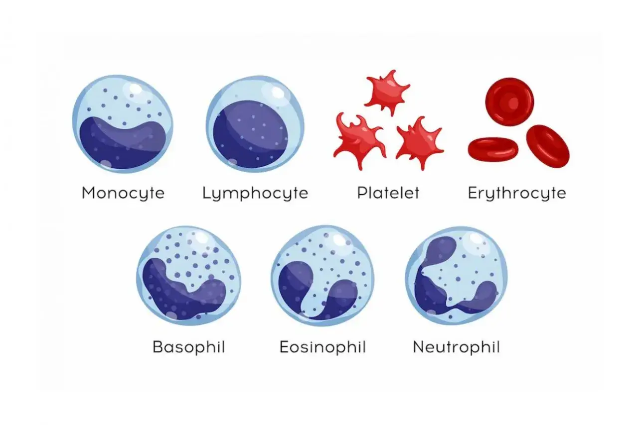 Illustration visar olika typer av vita blodkroppar: monocyt, lymfocyt, basofil, eosinofil och neutrofil, samt blodplättar och röda blodkroppar.