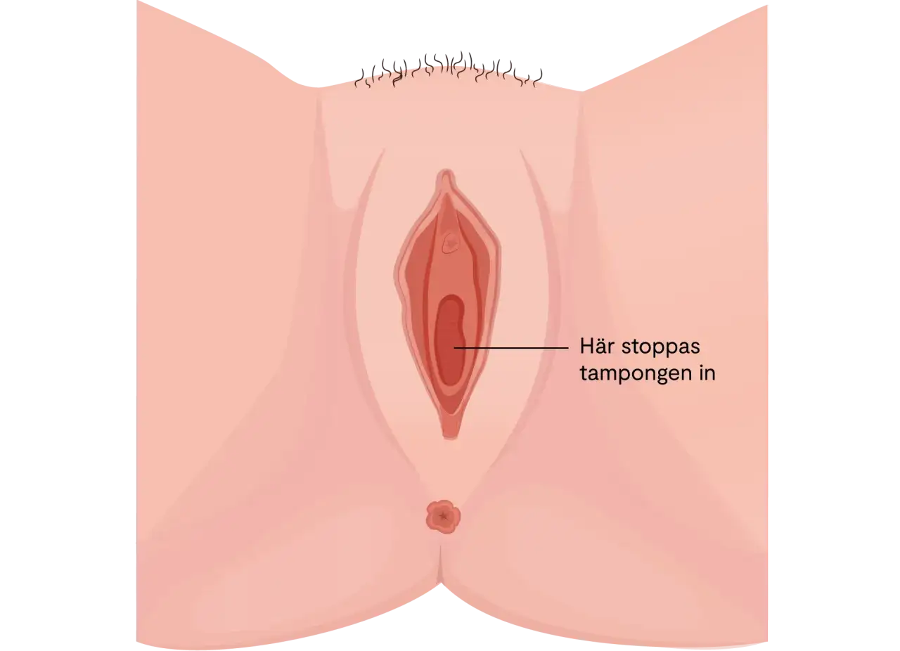 Illustration av kvinnliga k&ouml;nsorgan. Texten 