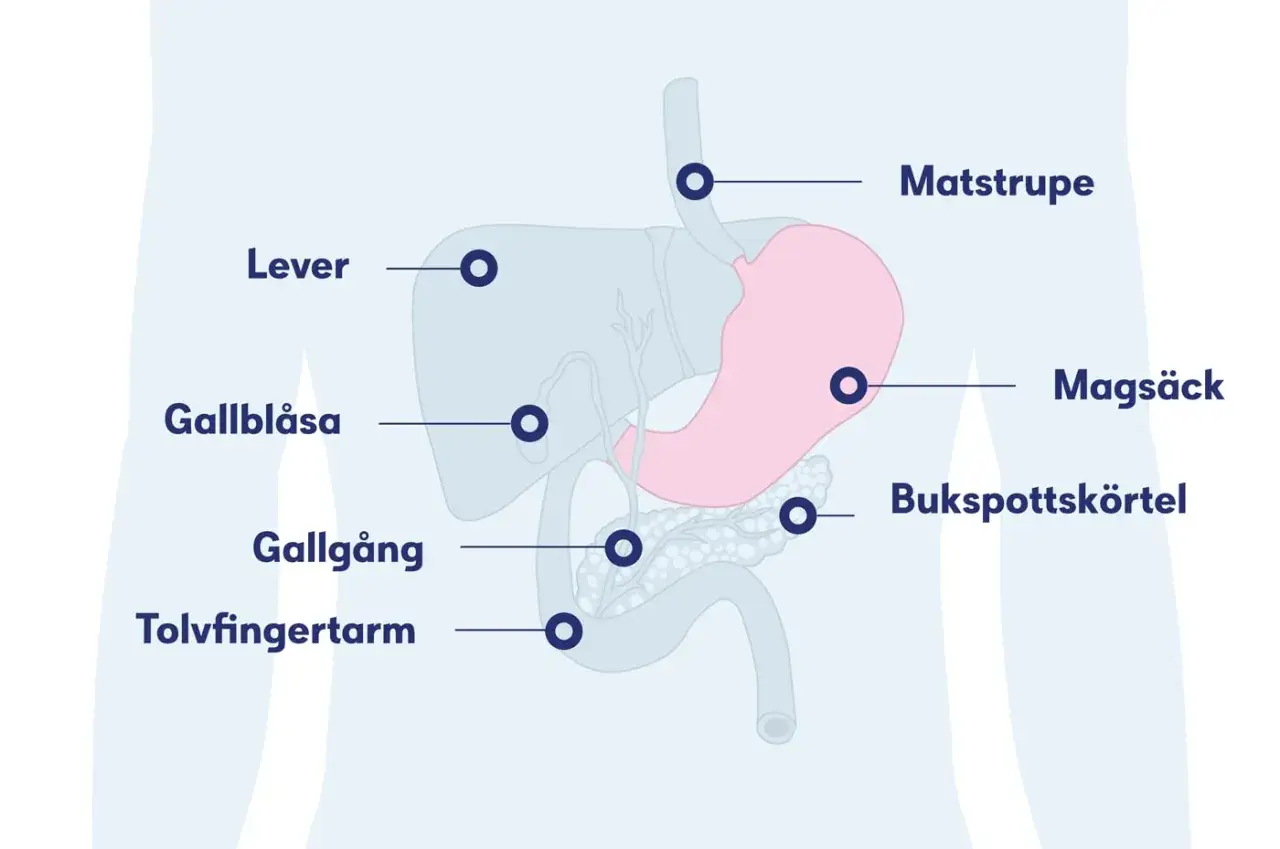 Illustration av matsmältningsorganen, inklusive magsäck, lever och bukspottkörtel. Kan hjälpa till att förstå magsår symtom.