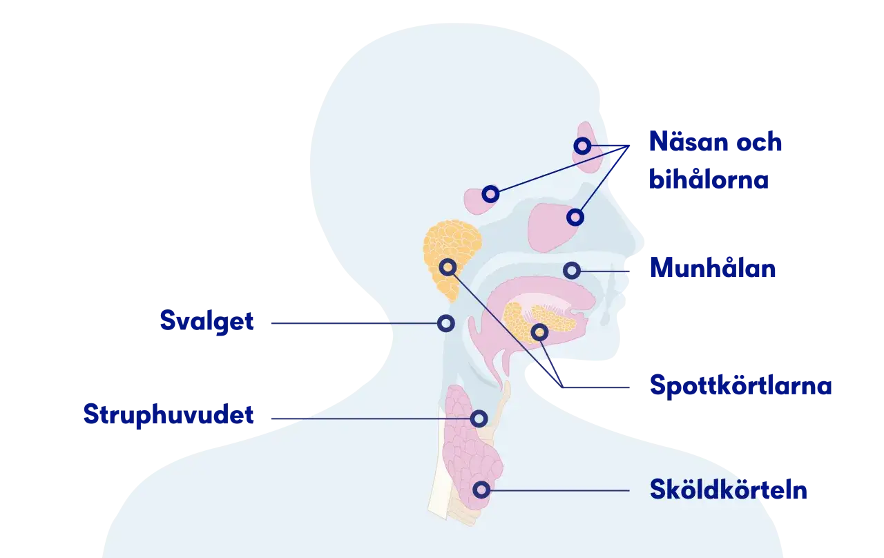 Illustration av huvudets och halsens anatomi, inklusive n&auml;sa, bih&aring;lor, munh&aring;la, spottk&ouml;rtlar, svalg, struphuvud och sk&ouml;ldk&ouml;rtel. Viktigt f&ouml;r att f&ouml;rst&aring; bih&aring;leinflammation gravid.