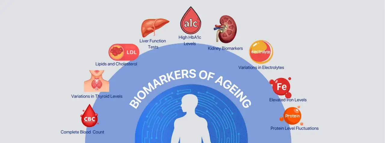Bilden visar biomarkörer för åldrande, som leverfunktion, kolesterol, njurfunktion, sköldkörtel, blodvärden, järn och protein. Dessa kan ge en indikation på biologisk ålder.