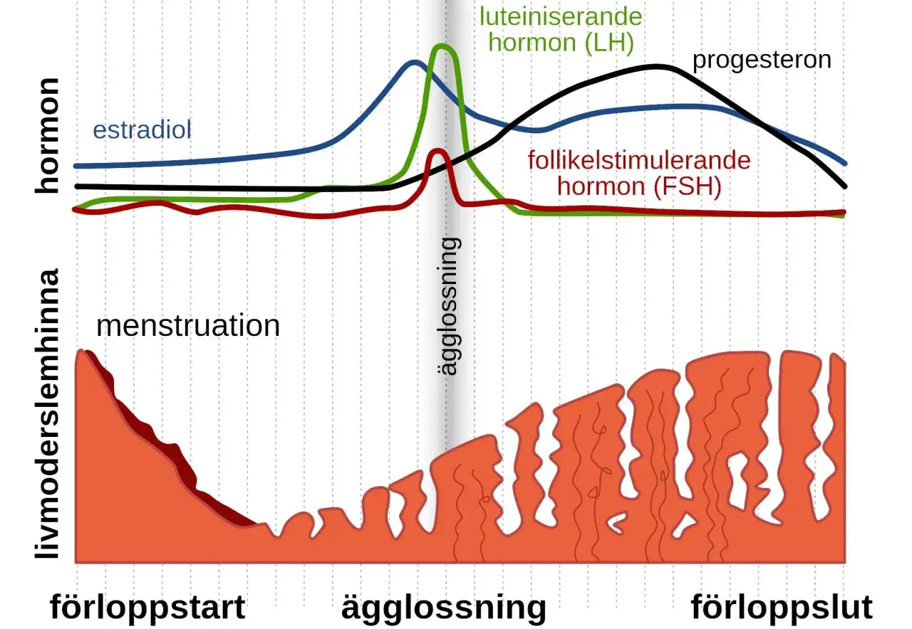 Graf som visar hormonförändringar under menscykeln, från menstruation till ägglossning. Klimakteriet kan påverka dessa mönster.