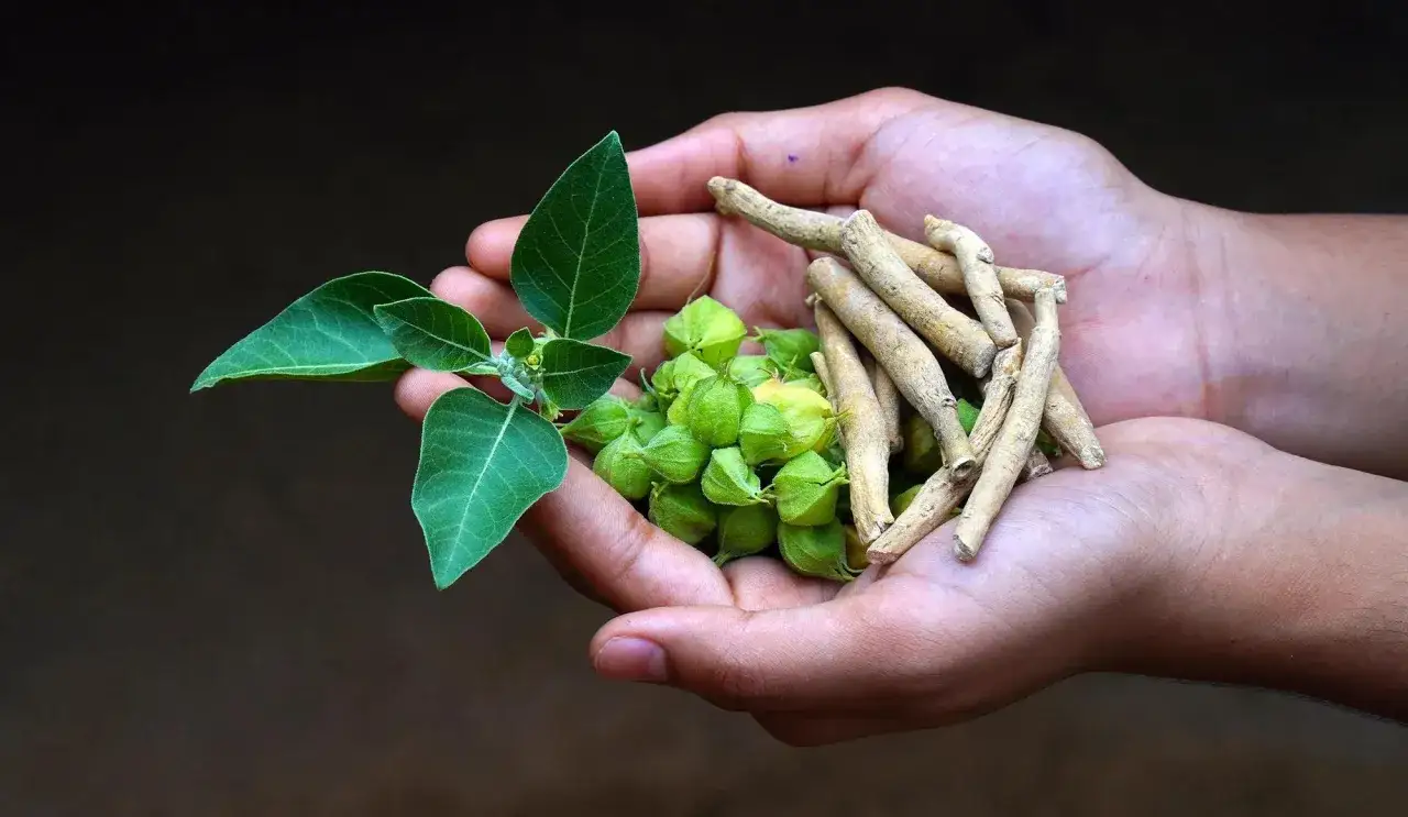 H&auml;nder h&aring;ller ashwagandha-v&auml;xt, b&auml;r och r&ouml;tter. L&auml;r dig om ashwagandha biverkningar innan du anv&auml;nder.