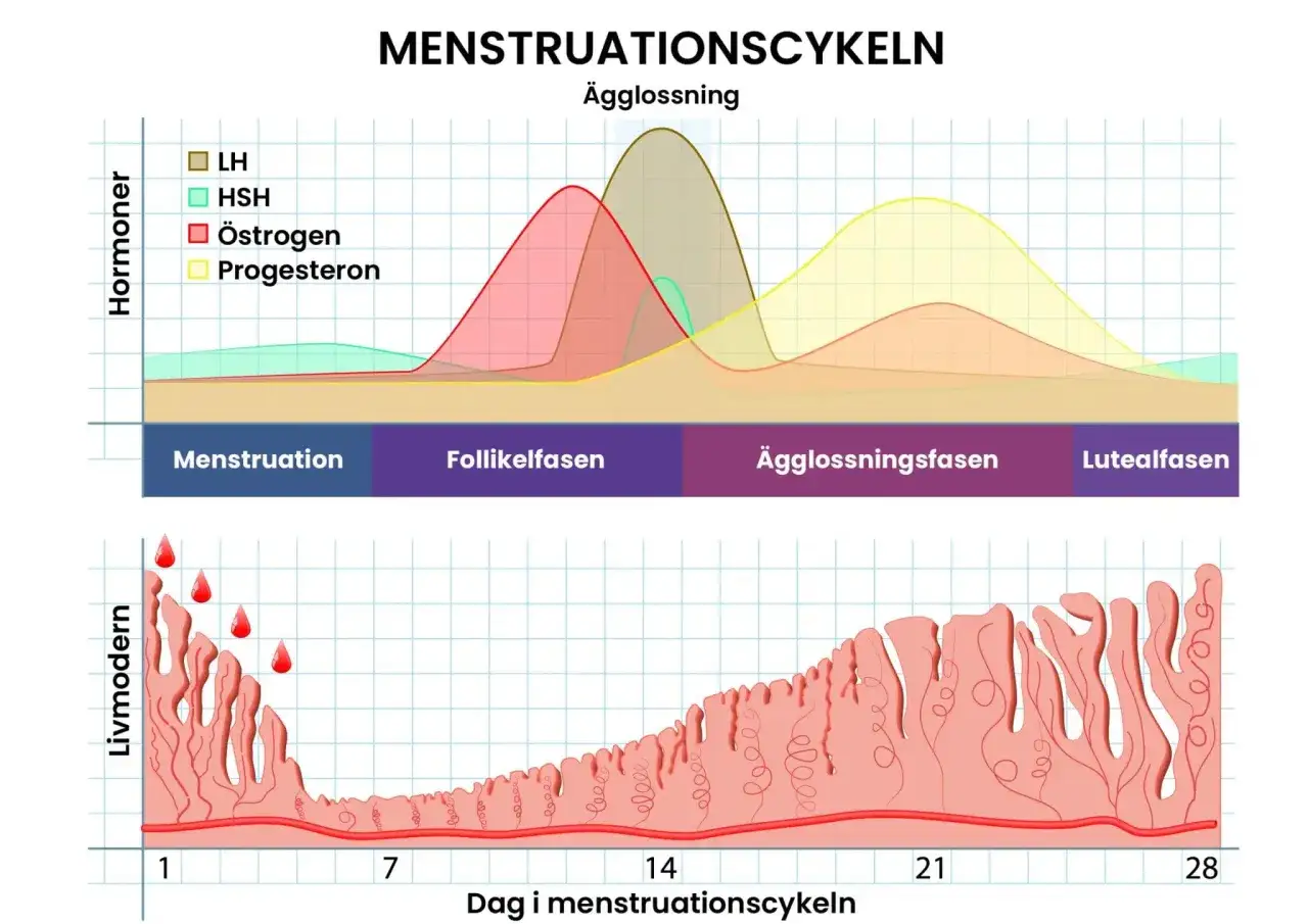 Graf &ouml;ver menstruationscykeln som visar hormonniv&aring;er (&ouml;strogen, progesteron, LH, FSH) och livmoderns f&ouml;r&auml;ndringar. &Ouml;strogen &auml;r ett viktigt kvinnligt hormon.