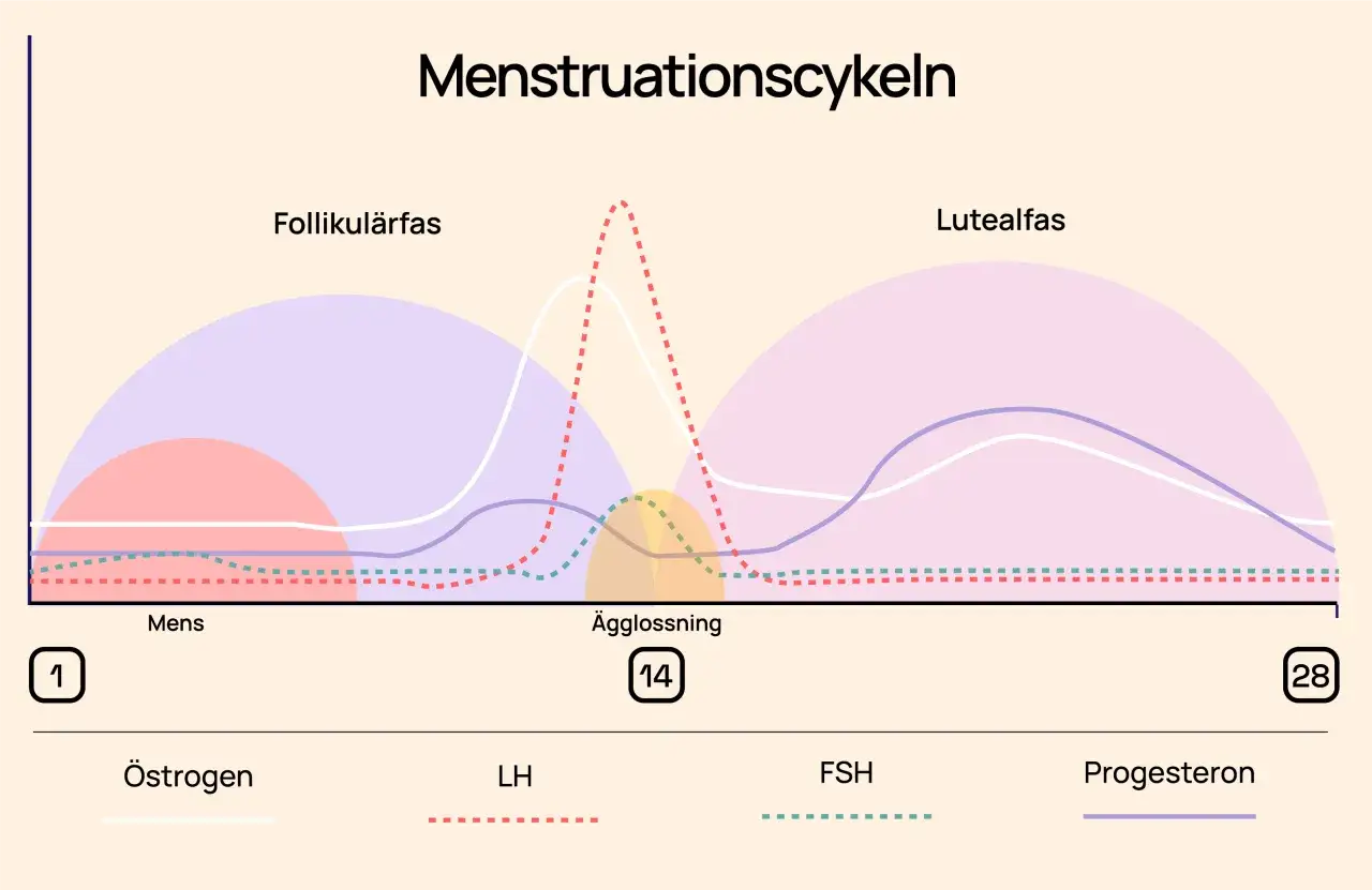 Diagram &ouml;ver menstruationscykeln visar hur hormoner som &ouml;strogen, LH, FSH och progesteron f&ouml;r&auml;ndras. FSH-niv&aring;erna stiger f&ouml;rst.
