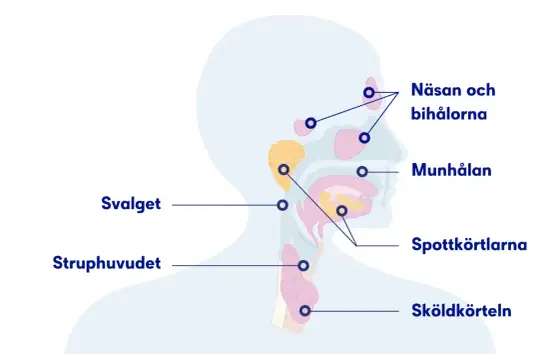 Slem i luftvägarna - Orsak, lindring & när du bör söka vård